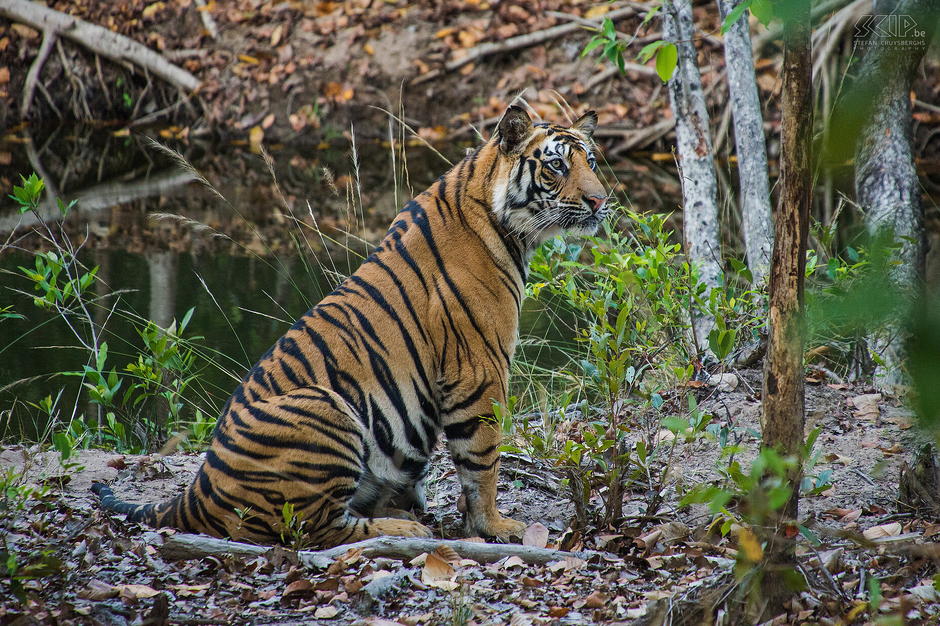 Bandhavgarh - Tijger  Stefan Cruysberghs